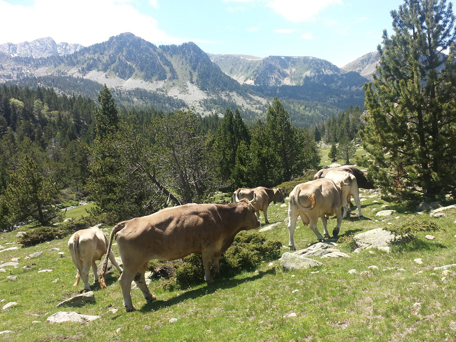 RAMADERIA BOVINA