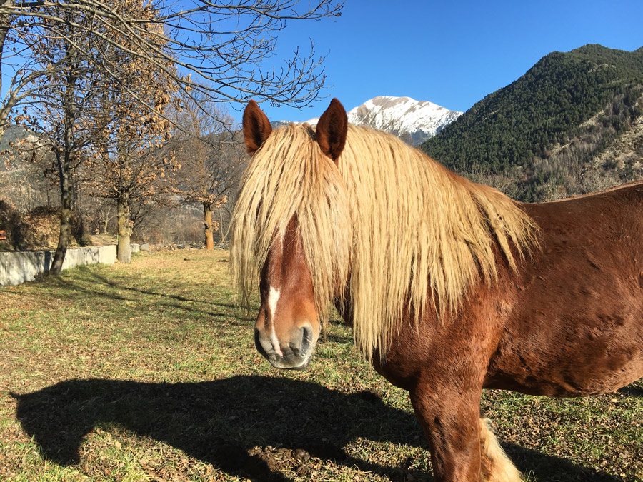 RAMADERIA EQUINA