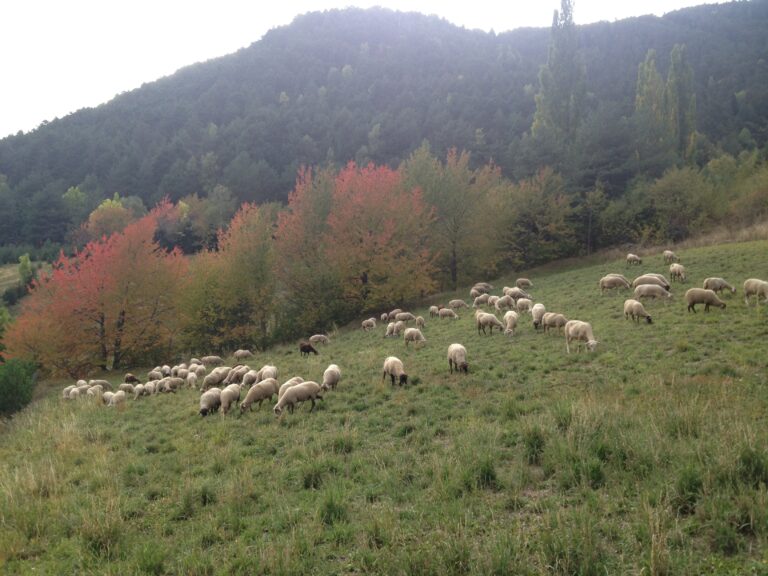 Ovelles a Escàs Joel Font