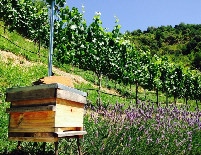 Celler Casa Auvinyà