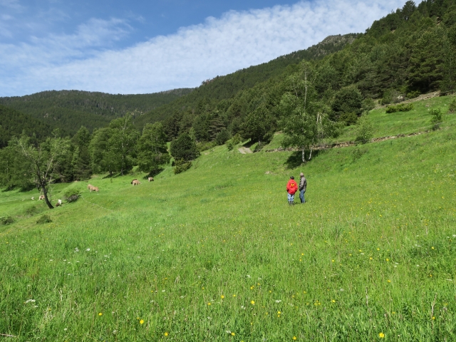 Les pastures supra-forestals d’Andorra opten al segell SIPAM